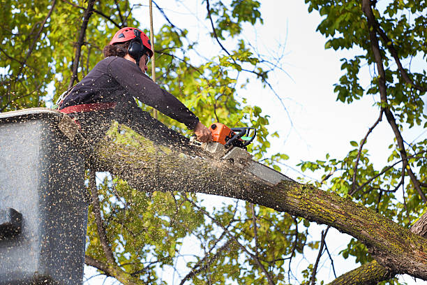 Best Tree Disease Treatment  in Copperton, UT