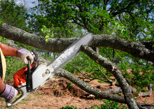 Best Tree Mulching  in Copperton, UT